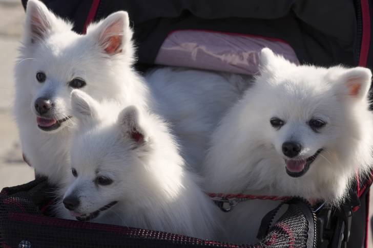 Des chiots Esquimaux Américains dans une poussette 