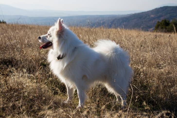 Un Esquimau Américain en promenade en montagne