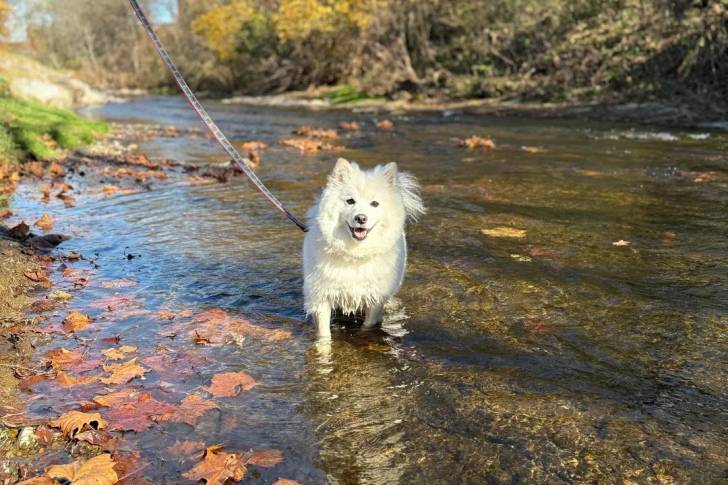 Un Esquimau Américain dans l'eau et qui est tenu en laisse 