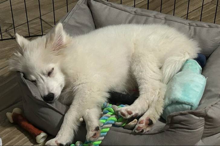 Un Esquimau Américain allongé dans un panier et semblant dormir 