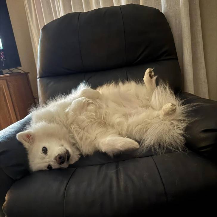 Un Esquimau Américain allongé sur un fauteuil et regardant vers la caméra  