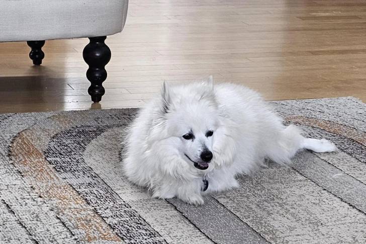 Un Esquimau Américain allongé sur un tapis et portant un collier autour du cou
