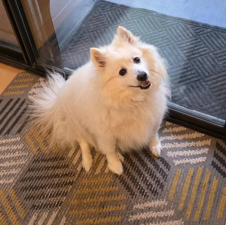 Un Esquimau Américain assis sur un tapis et semblant détendu 