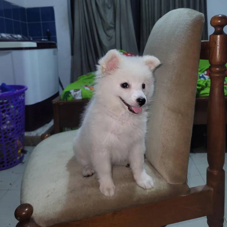 Un Esquimau Américain allongé sur une chaise et tirant la langue 