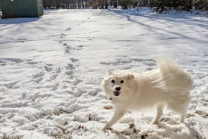 Un Esquimau Américain marchant sur une surface enneigée 