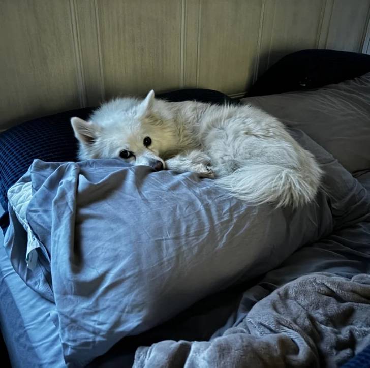 Un Esquimau Américain allongé sur un lit et regardant vers la caméra 