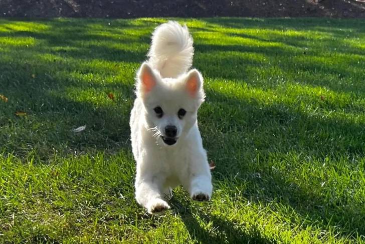 Un Esquimau Américain courant sur une surface gazonnée et regardant vers la caméra 