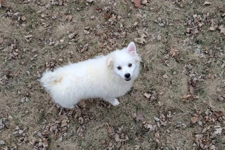 Un Esquimau Américain sur un terrain herbeux et regardant vers la caméra 
