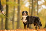 Un Bouvier Bernois en promenade en forêt