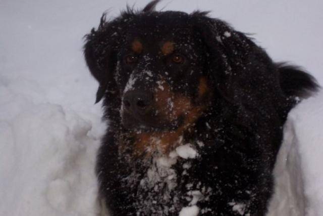moka - Bouvier Bernois (2 mois)