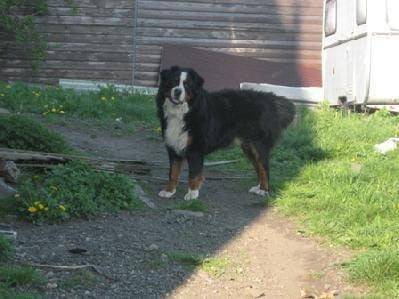 Rubi - Bouvier Bernois (2 ans)