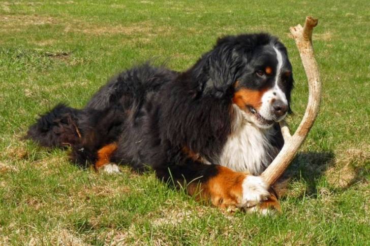 Sam qui mange son os - Bouvier Bernois Mâle (6 ans)