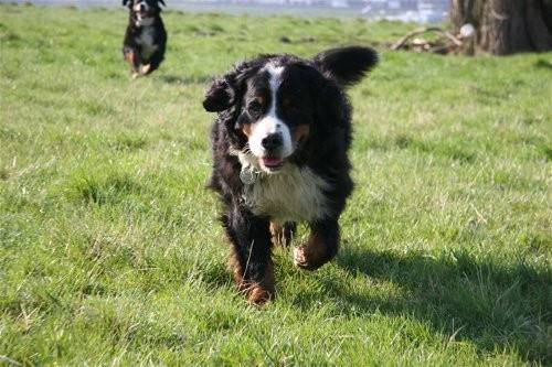 Sammy *-* - Bouvier Bernois Mâle (4 ans)