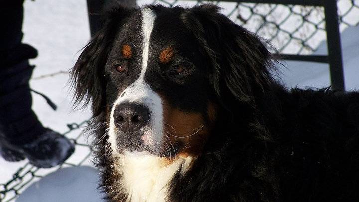 Sam - Bouvier Bernois Mâle (7 ans)