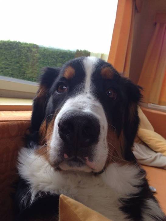 Brice - Bouvier Bernois Mâle (10 mois)