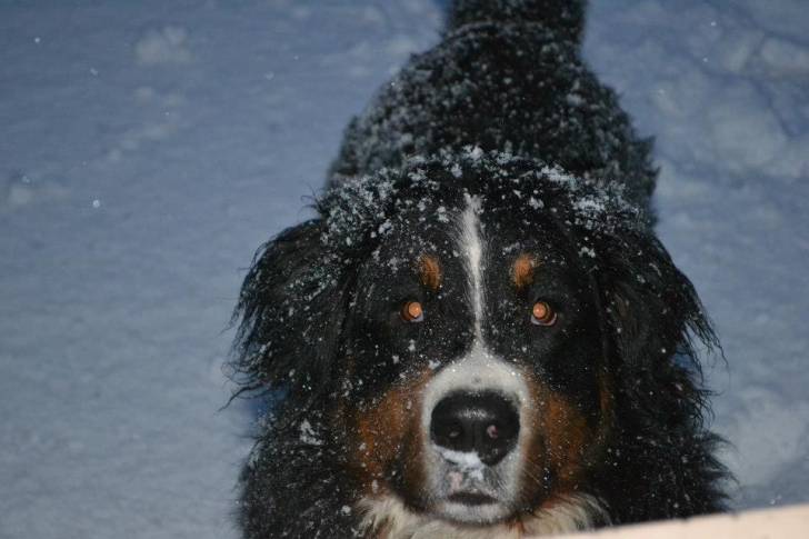 FANDJO - Bouvier Bernois Mâle (4 ans)