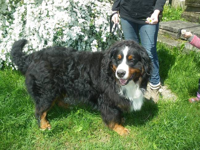 falko - Bouvier Bernois Mâle (4 ans)