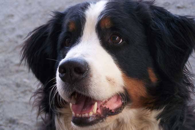 Ziva - Bouvier Bernois (3 ans)