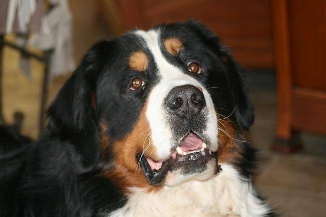 Anakin 2 ans et 3 mois - Bouvier Bernois (3 mois)