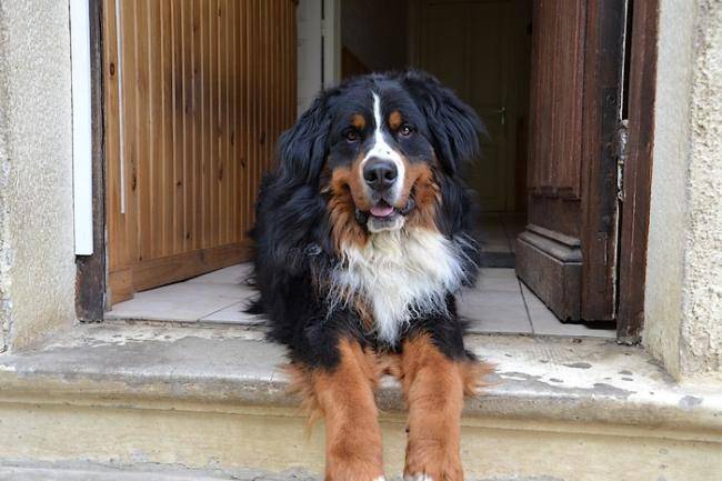 Edy, Bouvier Bernois de 28 mois - Bouvier Bernois (2 ans et 4 mois)