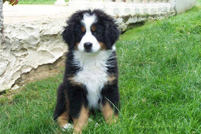Féline chiot Bouvier Bernois de 2 mois - Bouvier Bernois (2 mois)