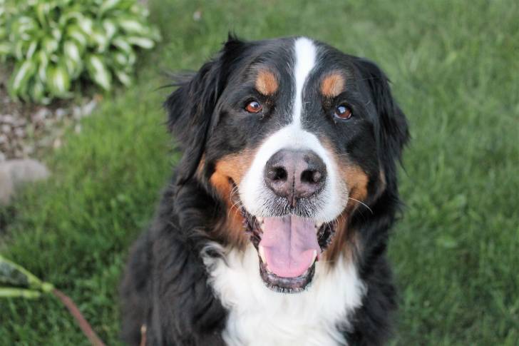 Arrow - Bouvier Bernois (8 ans)