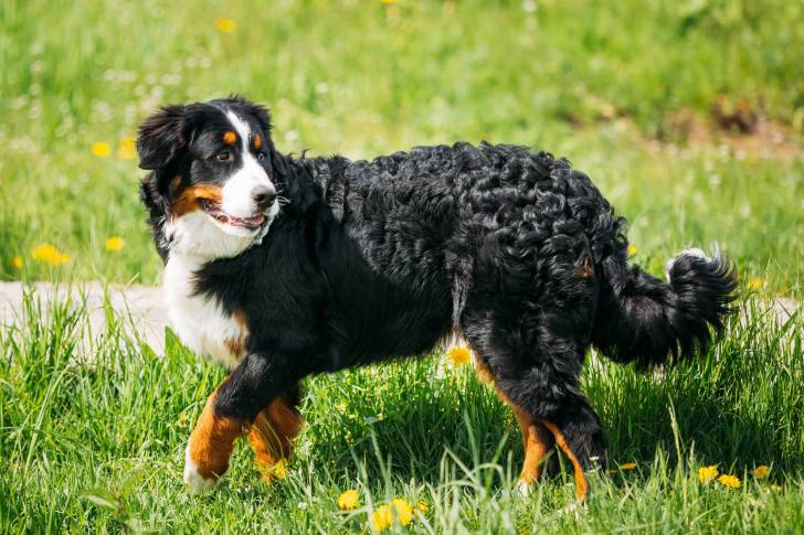 Un beau Bouvier Bernois dans un jardin fleuri
