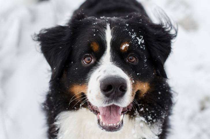 Vue proche d'un Bouvier Bernois heureux dans la neige