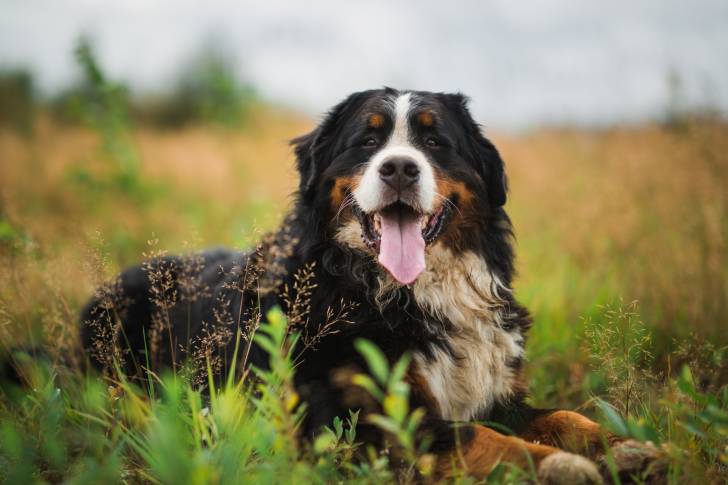 Un Bouvier Bernois heureux est allongé dans un champ de fleurs