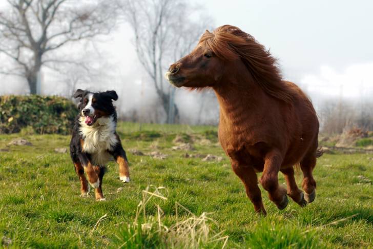 Un Bouvier Bernois courant dans l'herbe avec un cheval