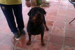 herasmu - Rottweiler Mâle (2 ans)