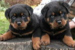 Falco et Balto - Rottweiler Mâle (6 mois)