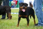 Mi precioso perro Darrin - Rottweiler Mâle (3 ans)