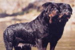 Rottweiler - Rottweiler