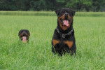 Rottweiler - Rottweiler