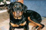 Rotwi - Rottweiler