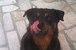 Plume - Rottweiler