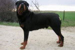Rottweiler - Poska - Rottweiler
