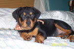 SOOKA Rottweiler 8 mois - Rottweiler (8 mois)