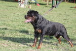rottweiler - Rottweiler