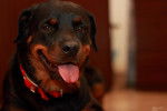 Photo Rottweiler