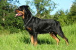 Un Rottweiler en position statique dans l'herbe