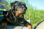 Un Rottweiler allongé sur un banc en bois