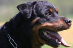 Photo Rottweiler