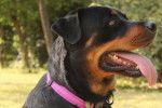 Un Rottweiler avec la langue pendue