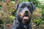 Photo Rottweiler