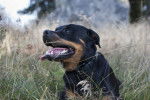 Photo Rottweiler