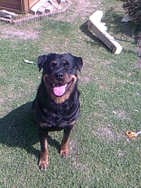 Chloé - Rottweiler (9 ans)