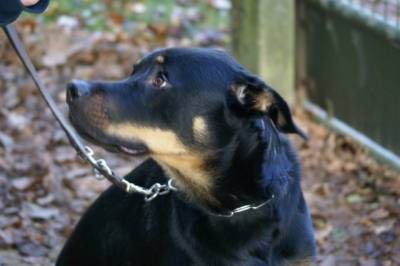Raven - Rottweiler Mâle (1 an)