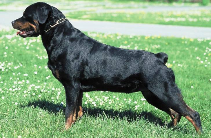Falco - Rottweiler Mâle (2 ans)